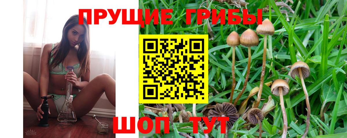 как найти закладки  Псилоцибиновые грибы GOLDEN TEACHER  Вход с VPN  Коркино 